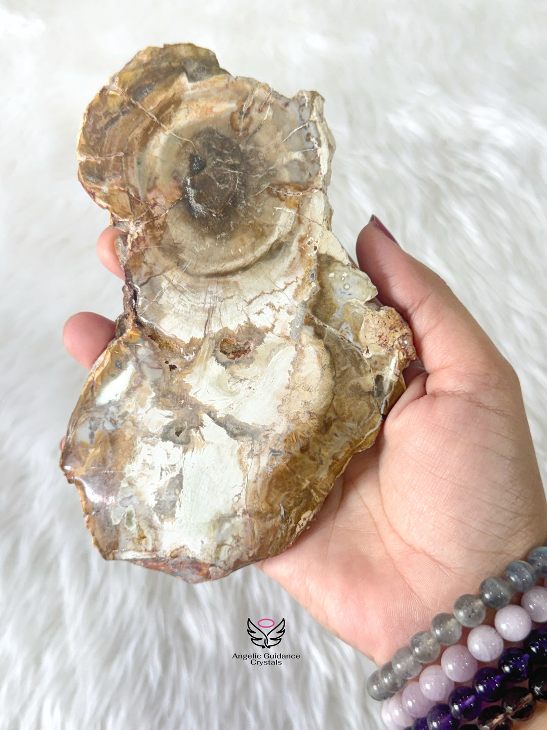 Petrified Wood 3