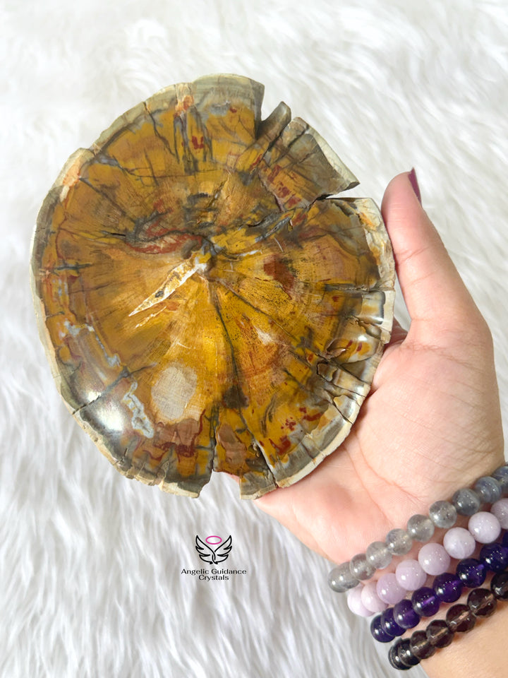Petrified Wood 4