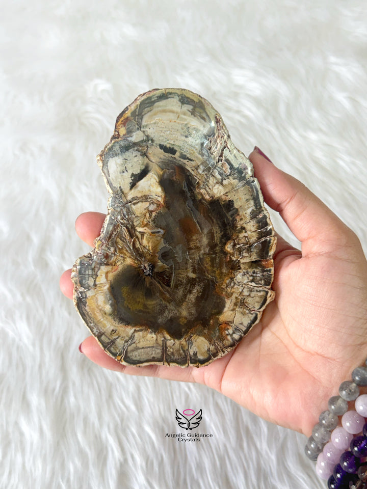 Petrified Wood 2