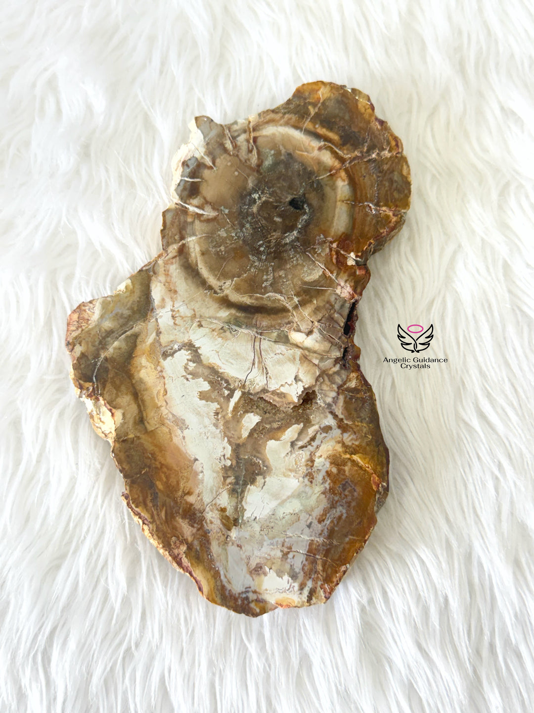 Petrified Wood 3