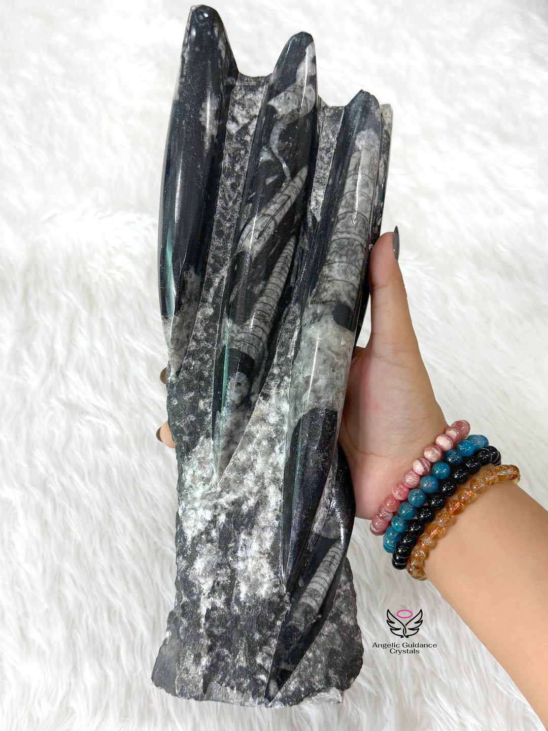 Orthoceras Kuber Cluster 2