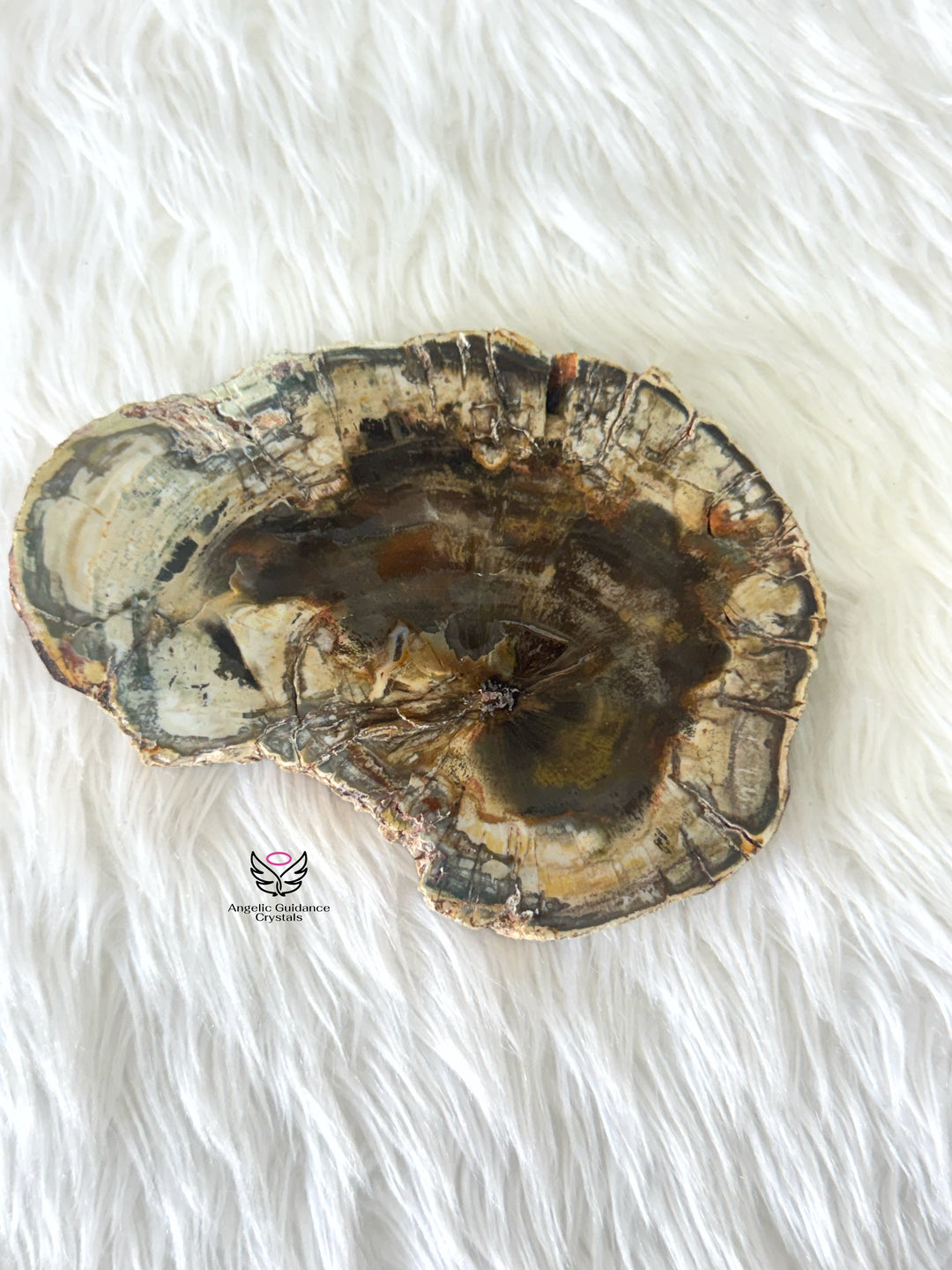Petrified Wood 2