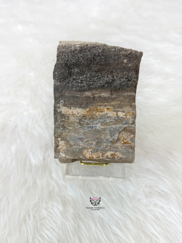 Petrified Wood With Smoky Quartz 5
