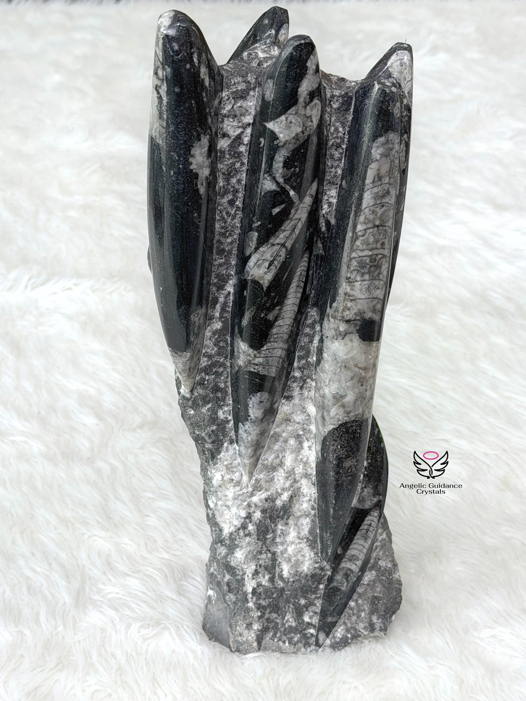 Orthoceras Kuber Cluster 2