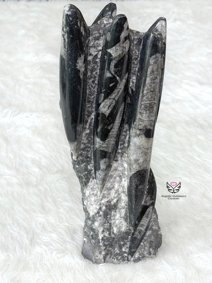 Orthoceras Kuber Cluster 2