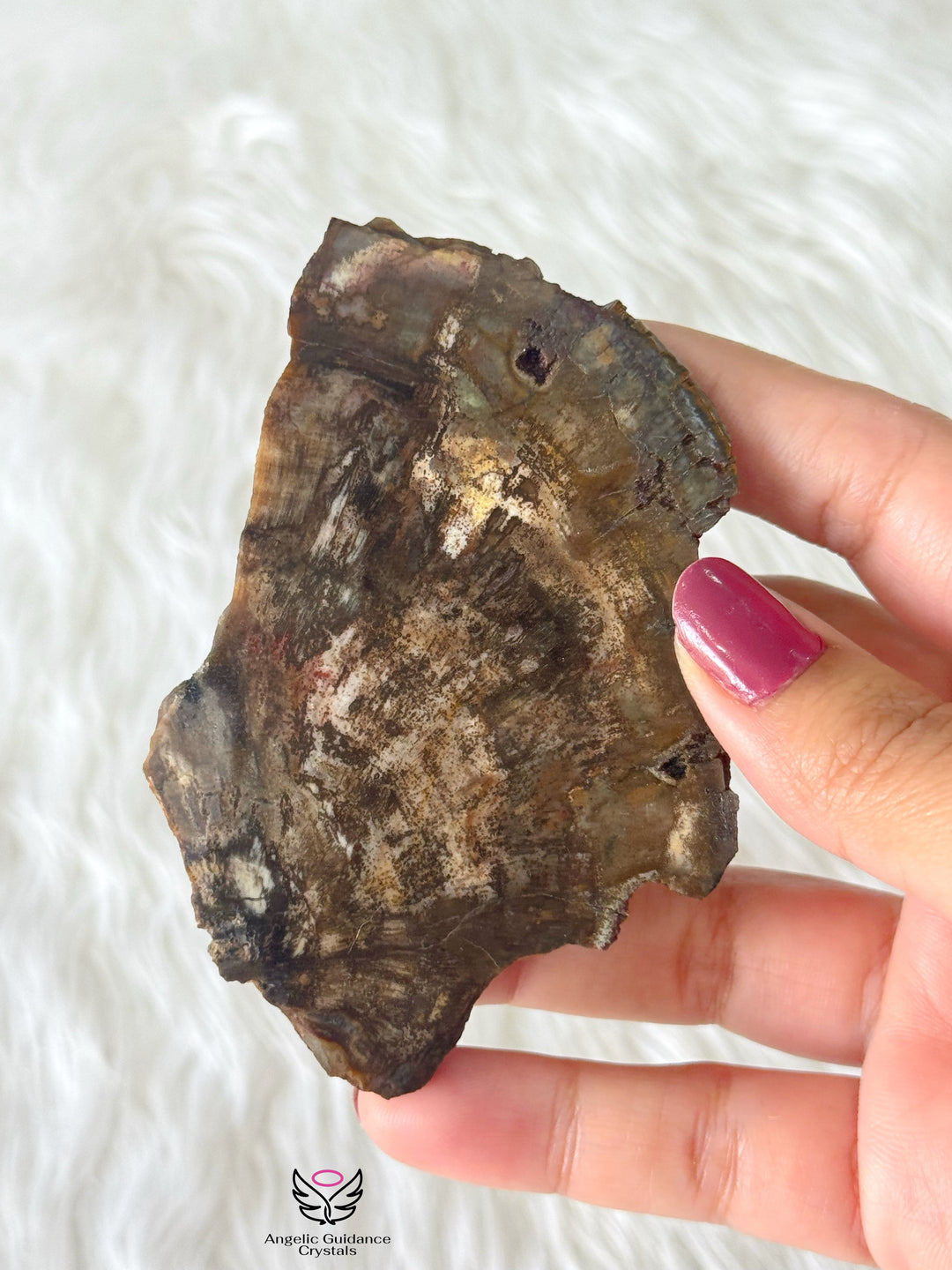 Petrified Wood 1