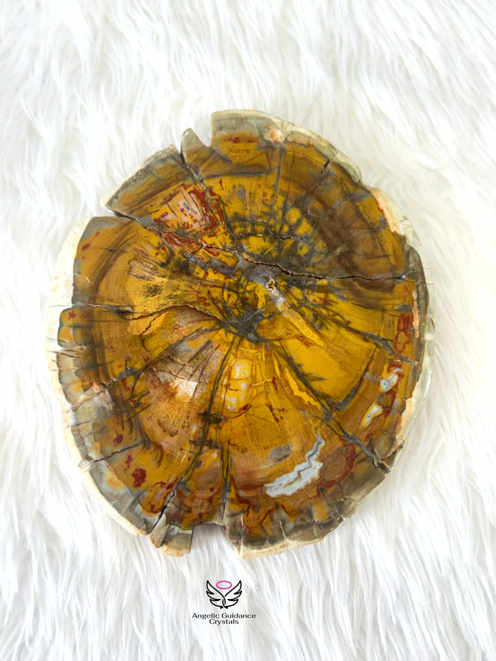 Petrified Wood 4