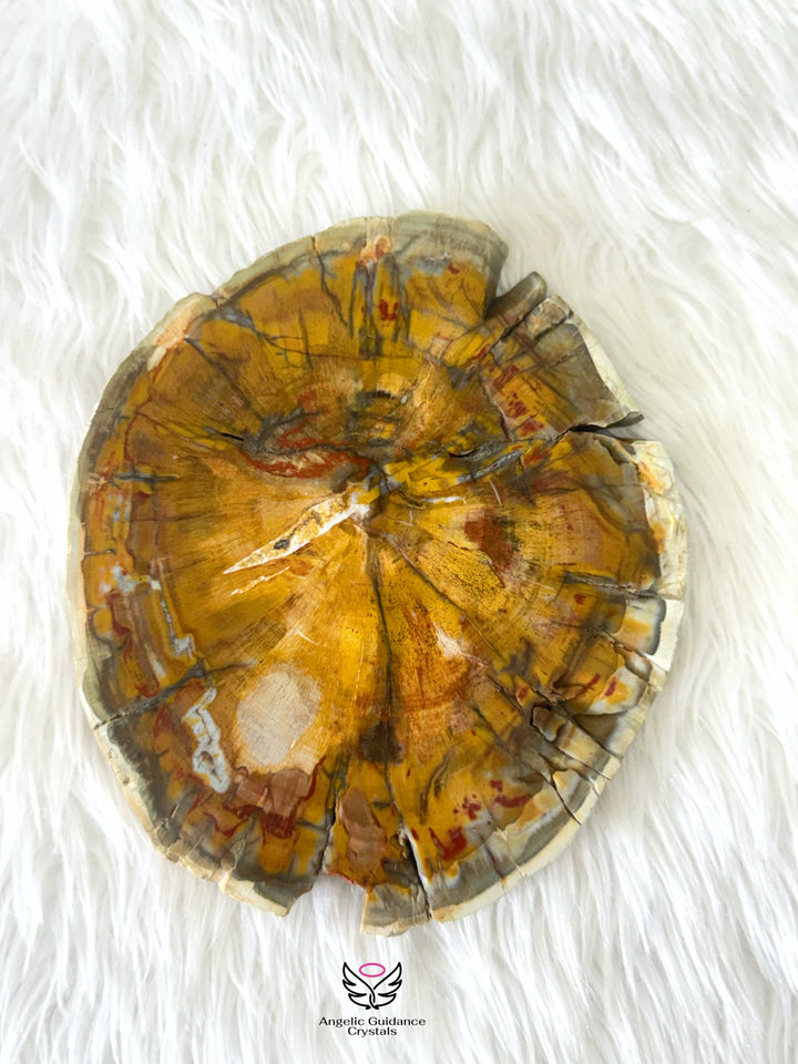 Petrified Wood 4