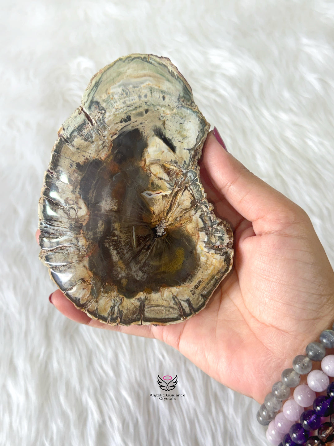 Petrified Wood 2