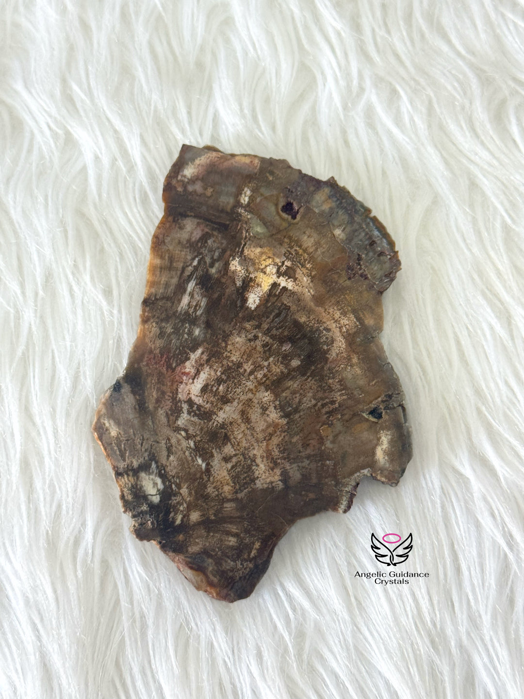 Petrified Wood 1