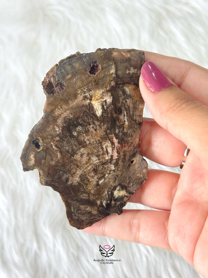 Petrified Wood 1