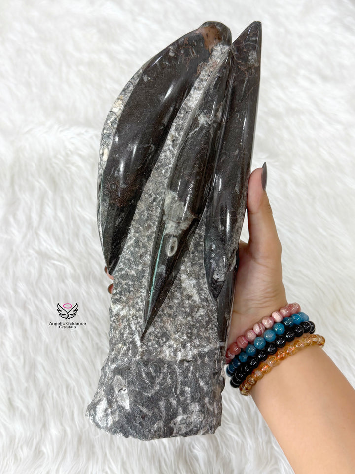 Orthoceras Kuber Cluster 1