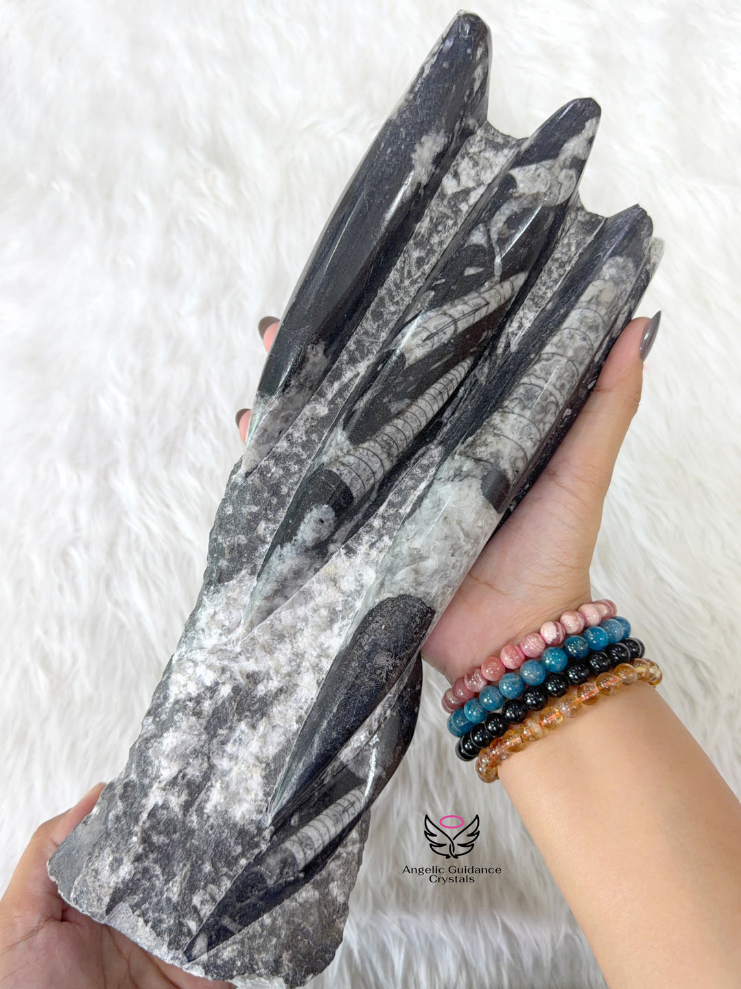 Orthoceras Kuber Cluster 2