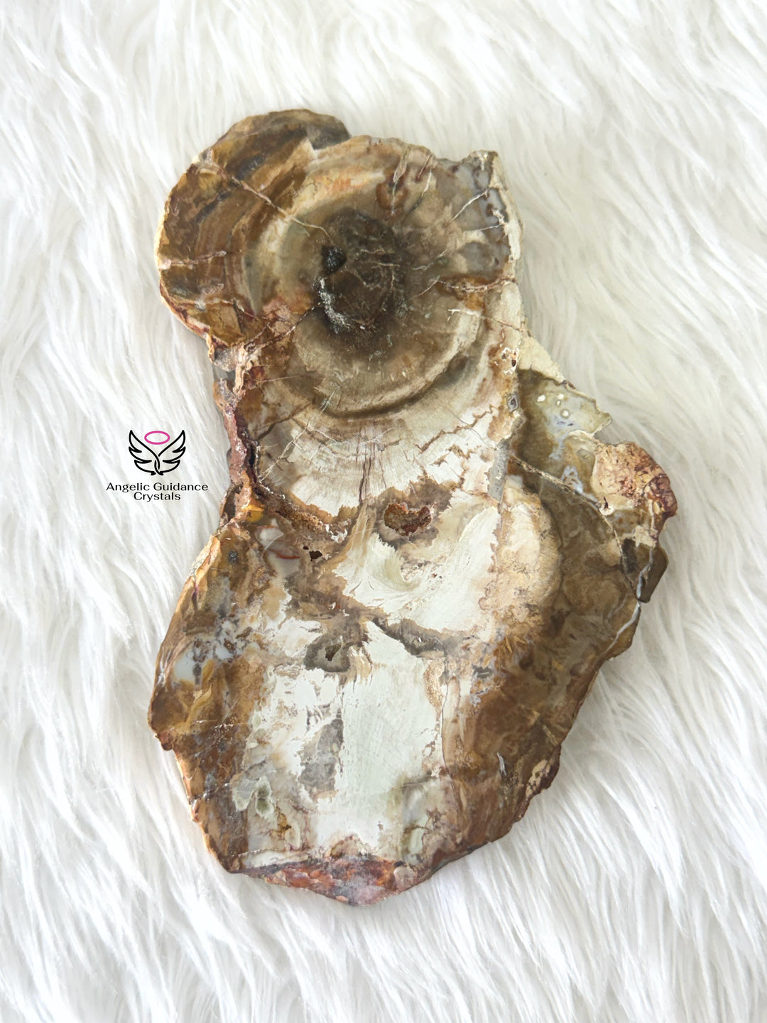 Petrified Wood 3