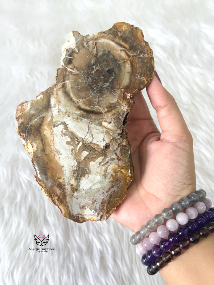 Petrified Wood 3
