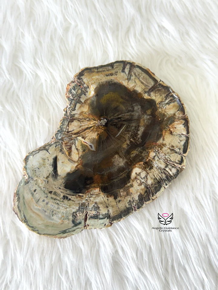 Petrified Wood 2