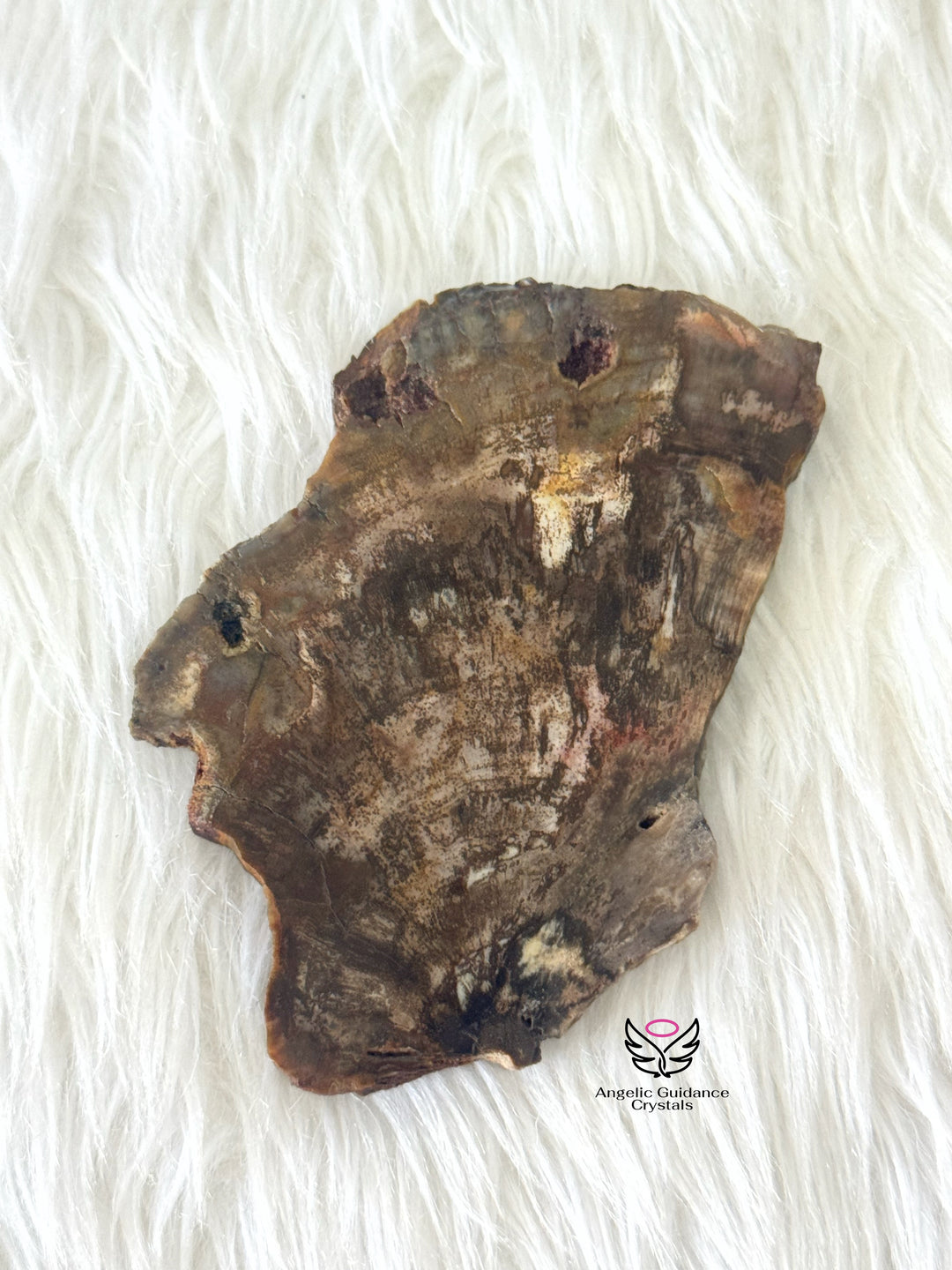 Petrified Wood 1
